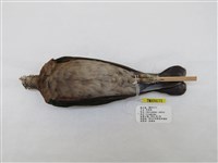 藏品(翠翼鳩)的圖片